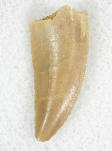 Large, Serrated Raptor Tooth From Morocco - #22983